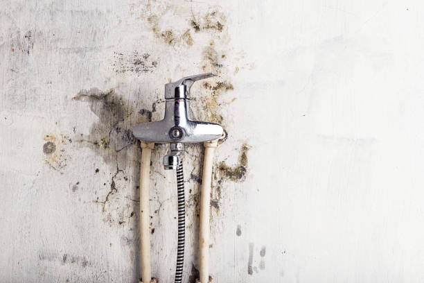Best Home Mold Removal  in Fitchburg, WI
